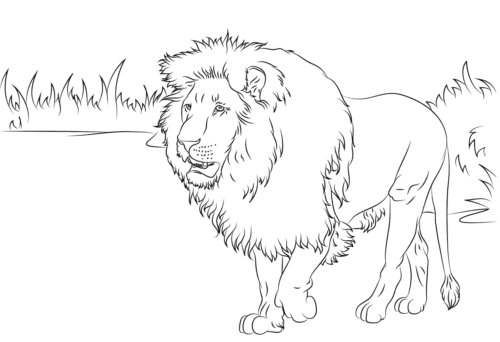 Free Printable Lion Coloring Pages