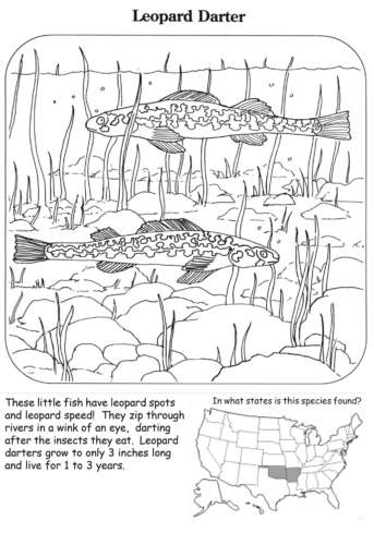 Leopard Darter Coloring Page