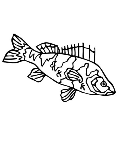 Perch Fish Coloring Sheet