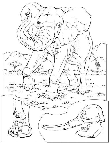 Elephant Coloring Pages 