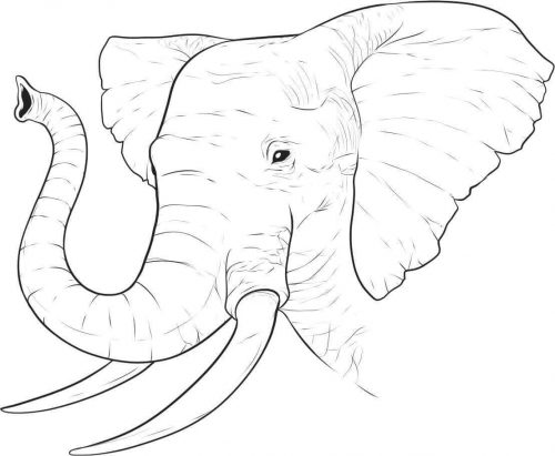 Realistic Elephant Coloring Page