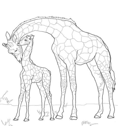 Baby Giraffe With Mother Giraffe