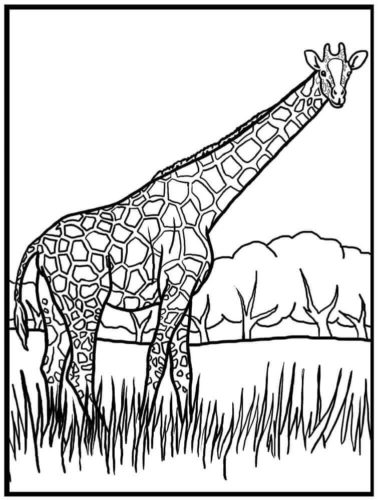 Giraffe Coloring Pictures To Print