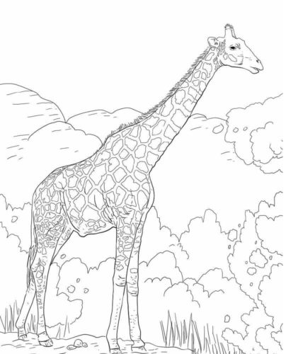 The Angolan Giraffe or the Namibian Giraffe
