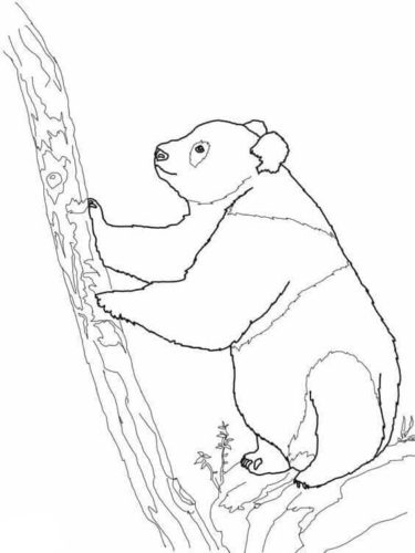 Panda Trying To Climb A Tree