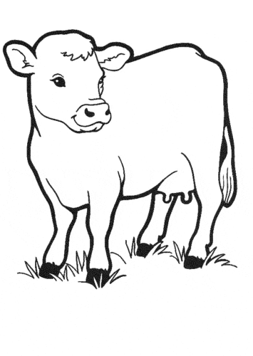 Calf Coloring Pages Printable