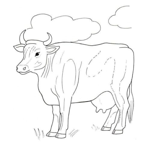 Free Printable Cow Coloring Sheets