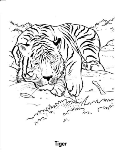 Tiger Resting in Forest coloring page