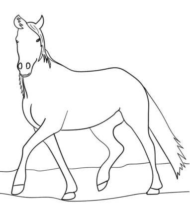 Arabian Horse Coloring Page